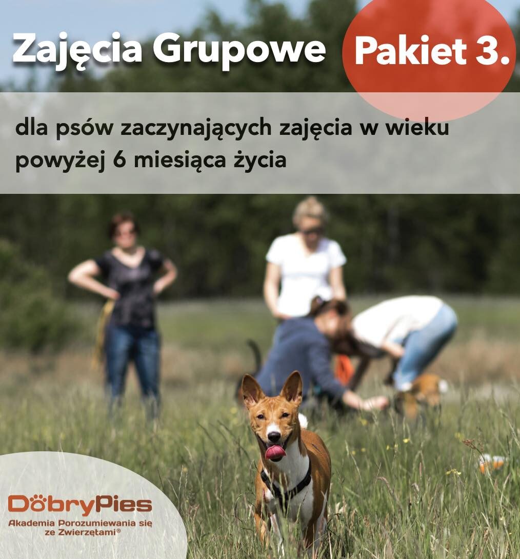 Akademia Pana Klocka - Zajęcia grupowe dla psów powyżej 6 miesiąca życia